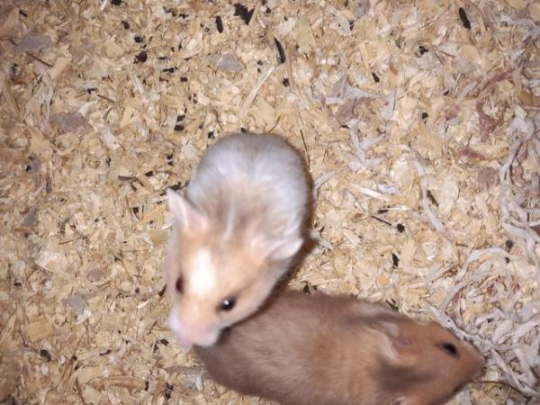 Image 5 of Baby Syrian hamsters ready now