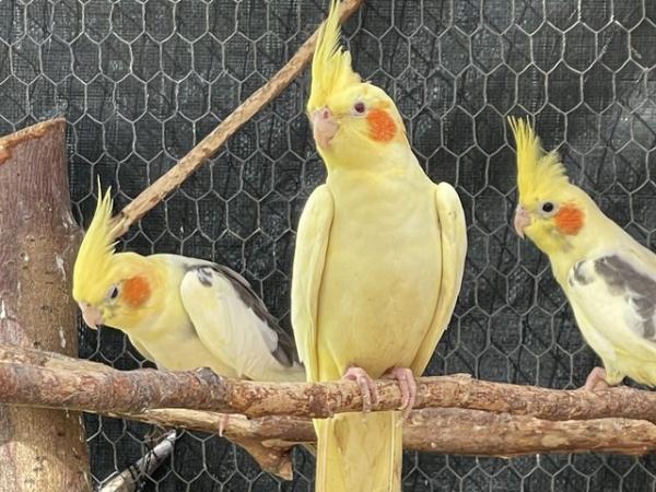 Image 1 of Cockatiels - this years chicks - £60 each