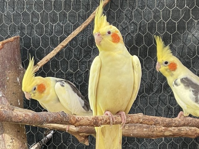 Preview of the first image of Cockatiels - this years chicks - £60 each.