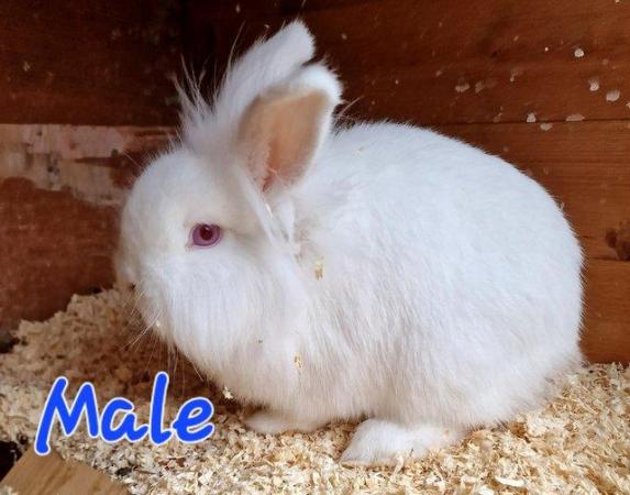 Image 21 of 1 Albino Lion-Lop Bunny For Sale