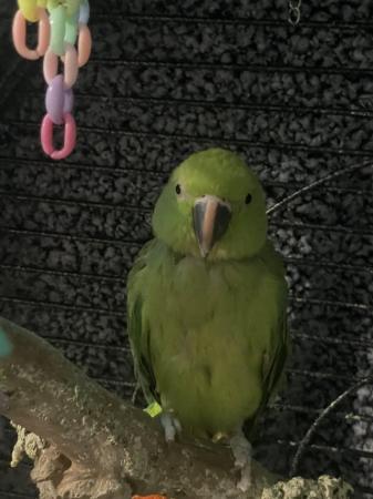 Image 5 of One and a half year old ring neck parrot