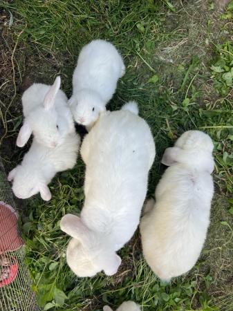 Image 5 of Rabbits for sale white colour