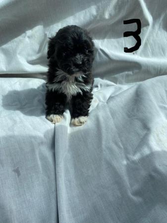 Image 5 of Poodle cross pups 8 weeks old......