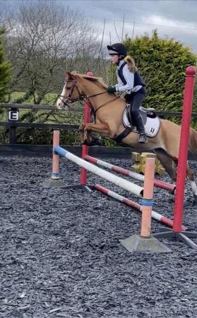 Image 3 of 12HH Welsh Section B 15 years old