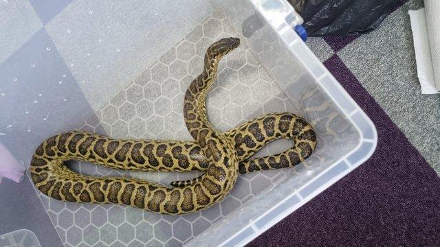 Image 4 of ??Yellow anaconda for sale:)??