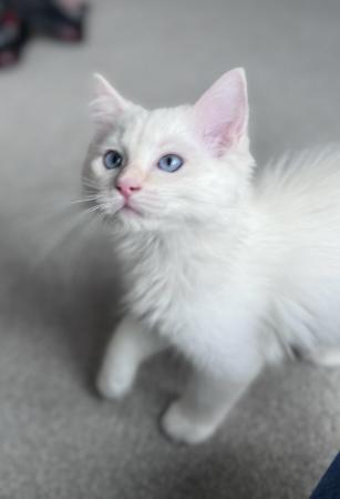 Image 13 of Last 2 GCCF pedigree Ragdoll kittens available