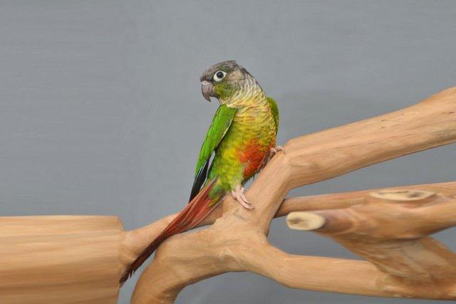 Image 2 of Baby Green Cheek conure,19