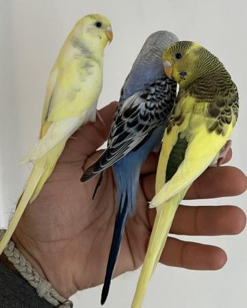 Image 9 of Hand Tame Baby Budgie Parakeets