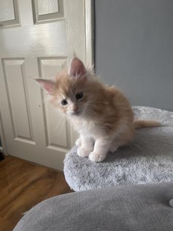 Image 12 of Maine Coon Ginger kittens ( 2 boys)