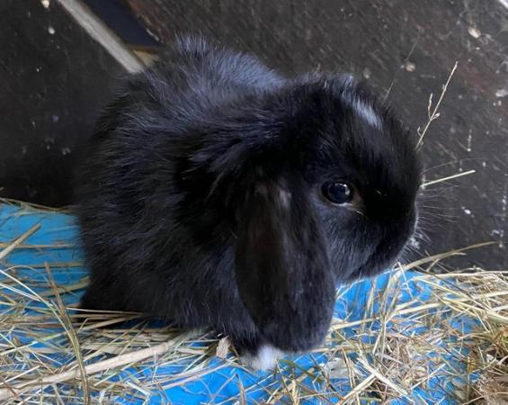 Image 2 of 9 week old mini lop rabbits for sale