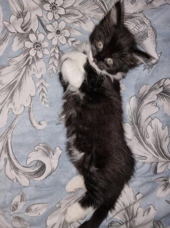 Image 6 of DIVINE KITTENS FOR SALE