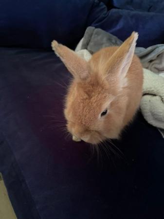Image 1 of 9 month old male rabbit