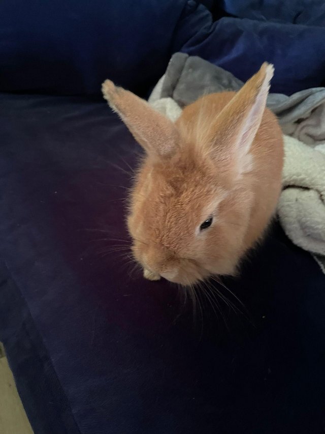 Preview of the first image of 9 month old male rabbit.