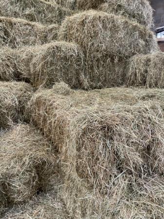 Image 2 of Quality Small Hay Bales for horses