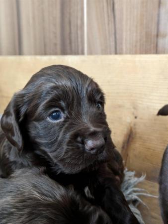 Image 3 of Working Cocker Spaniel Puppies for Sale