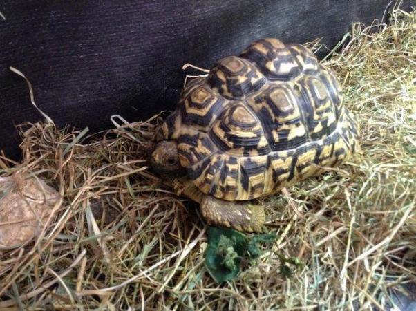 Image 1 of Leopard Tortoises 5 year olds.