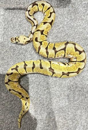 Image 6 of *REDUCED* BALL PYTHONS MALE & FEMALE FOR SALE