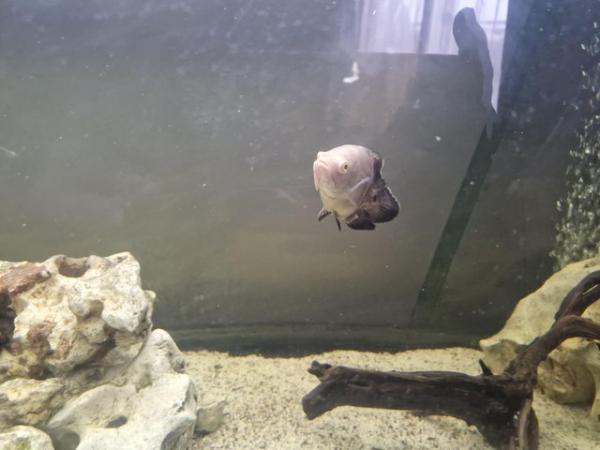 Image 3 of Albino Oscar fish with tank