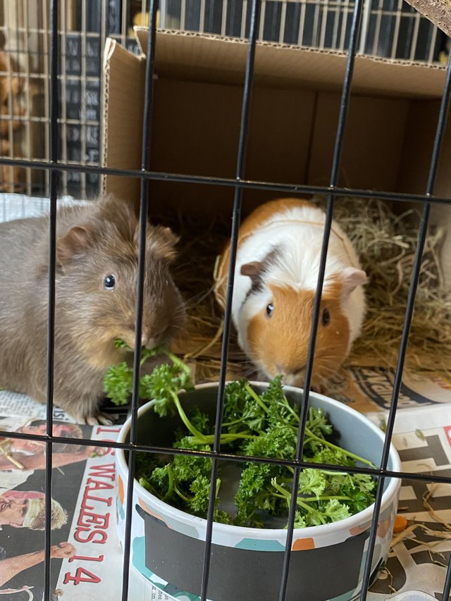 Preview of the first image of 2 x male Guinea pigs - looking for a forever home.