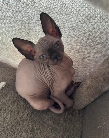 Image 19 of 2 sphynx kittens ready now for loving homes