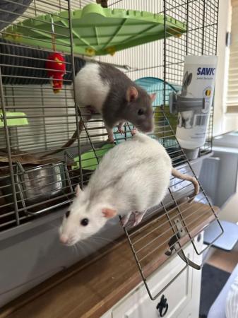 Image 14 of 2 Male Rats (10 months old)