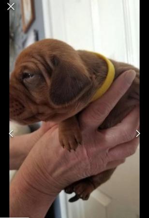 Image 13 of Smooth dachshund puppies