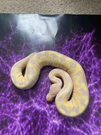 Image 1 of Various morphs ofbaby royal pythons available