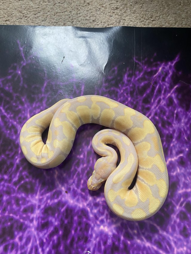 Preview of the first image of Various morphs ofbaby royal pythons available.