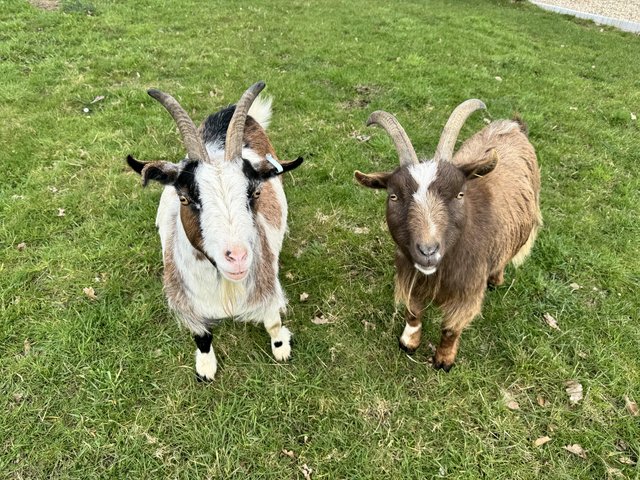 Preview of the first image of Pair of wether Pygmy goats looking for new home.
