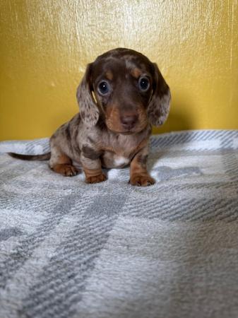 Image 6 of Miniature dachshund puppies