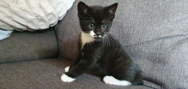 Image 8 of 7 kittens, why don't people want black cats?