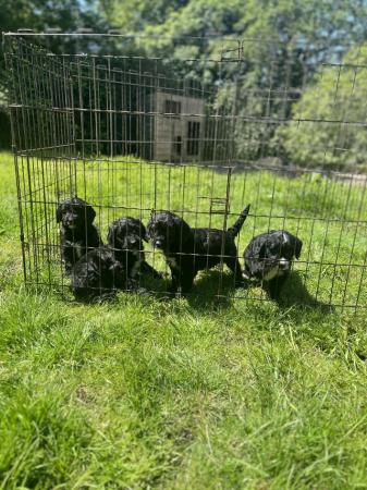 Image 1 of BEAUTIFUL SPROODLE PUPPIES FOR SALE
