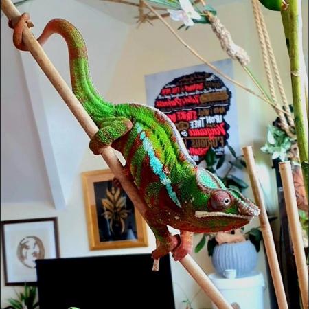 Image 2 of Rehoming adult panther chameleon