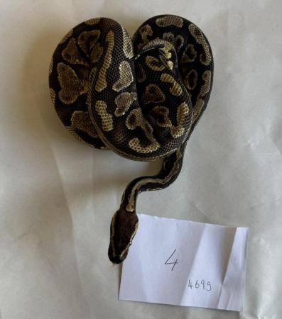 Image 14 of Ball pythons, selling whole collection plus vivs