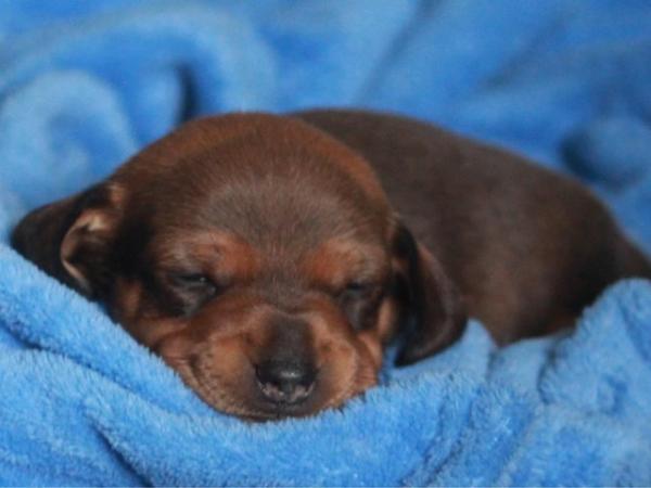 Image 5 of Gorgeous Miniature Dachshund Puppies