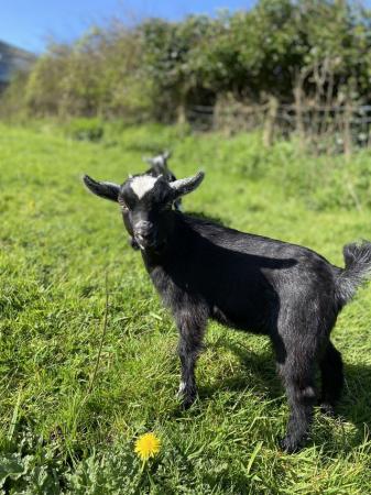 Image 1 of Beautiful Pygmy goat kid (not registered)
