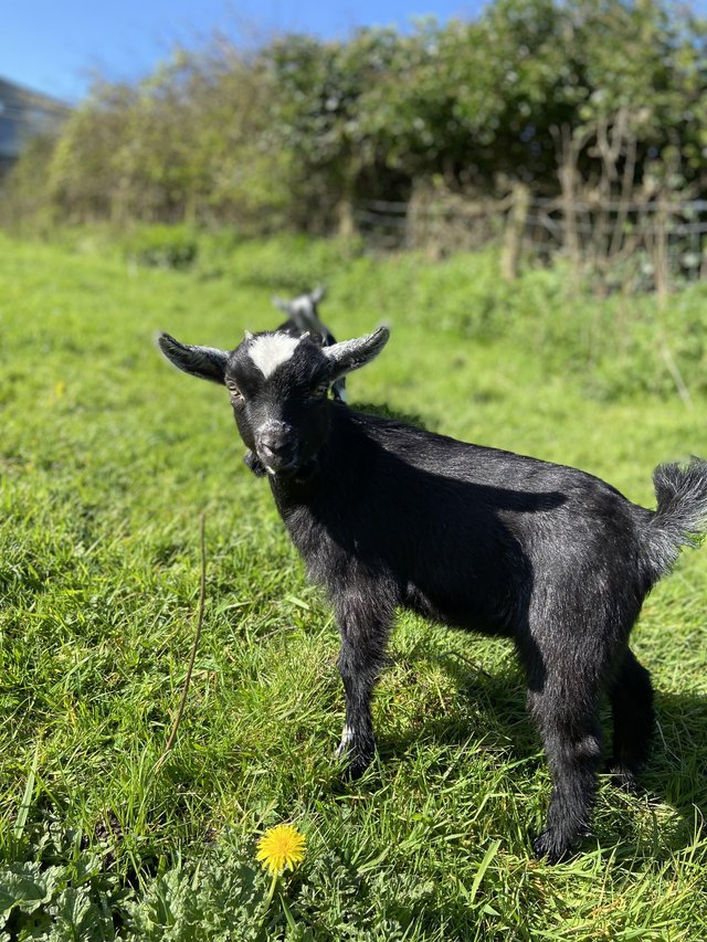 Preview of the first image of Beautiful Pygmy goat kid (not registered).