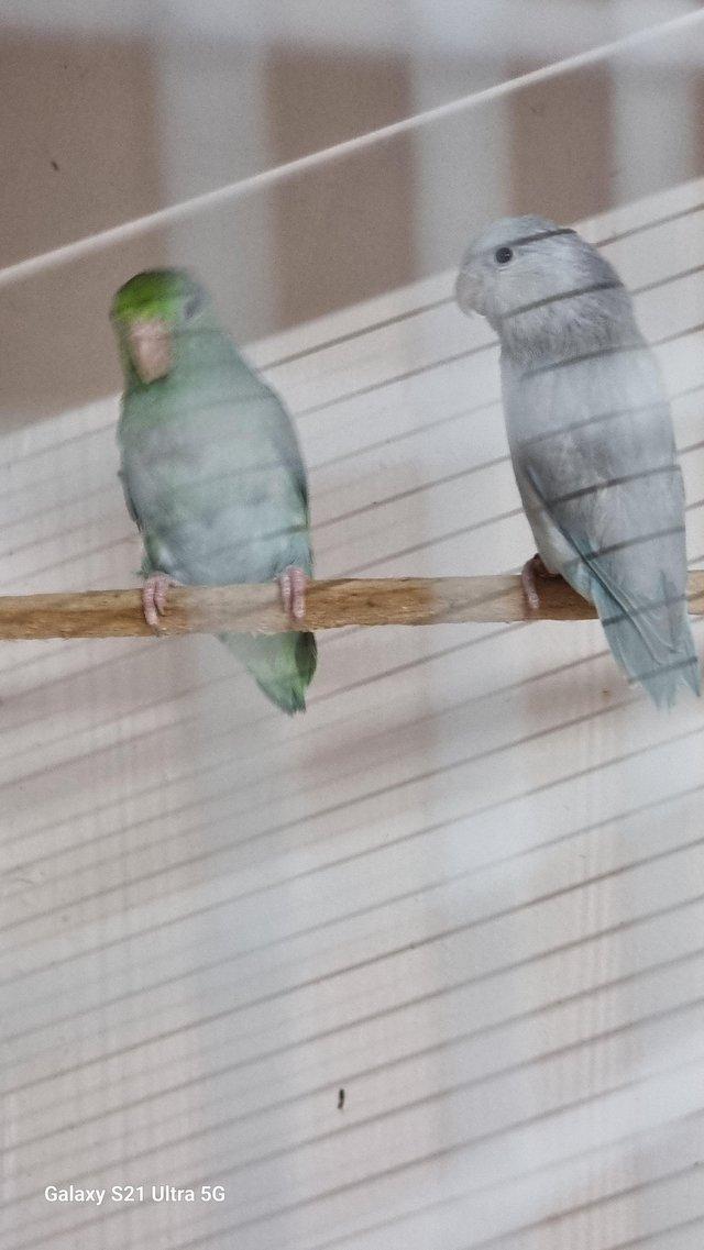Preview of the first image of 2 year old mutation pair of parrotlets..