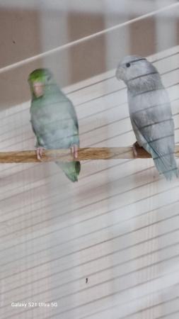 Image 1 of 2 year old mutation pair of parrotlets.