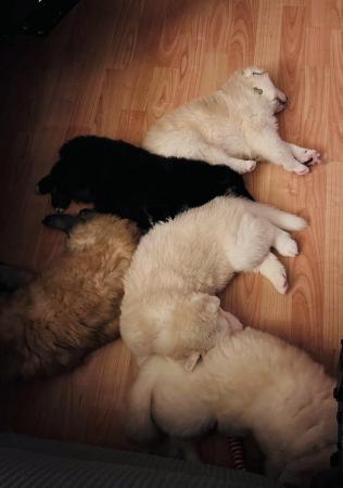 Image 4 of German Shepherd puppies for sale £1000