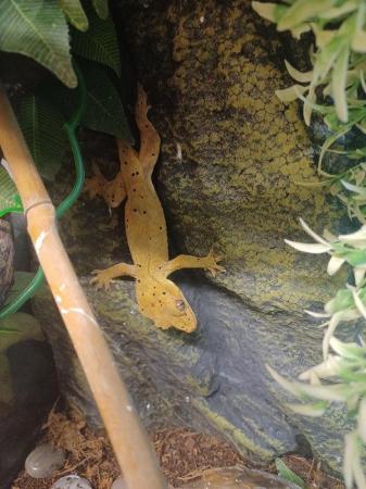 Image 5 of Young male crested gecko ready for a new home available