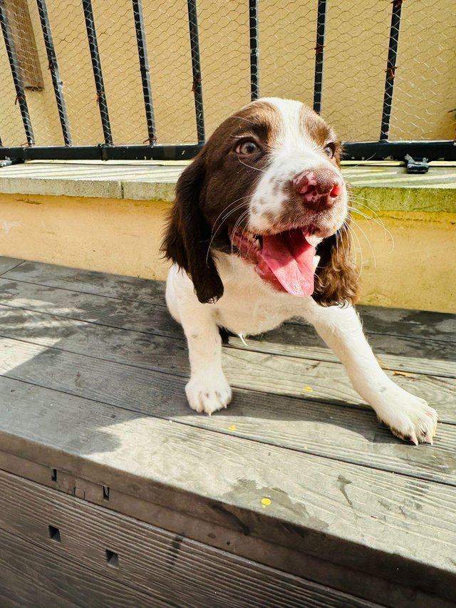 Preview of the first image of working springer spaniel puppies.