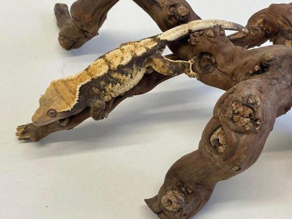 Image 4 of Female crested geckos 45-30grams