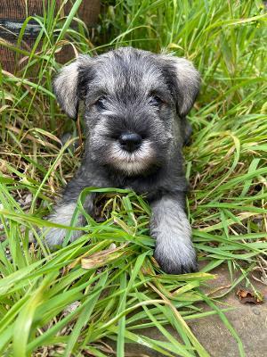 Preview of the first image of KC MAC & PRA clear Miniature schnauzer pups.