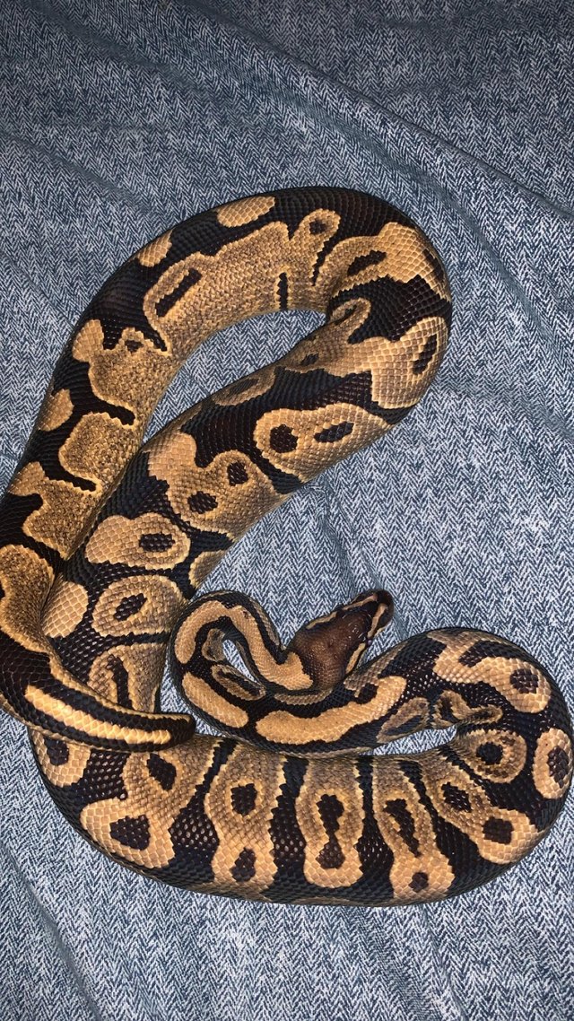 Preview of the first image of Two ball python males one enchi YB one just enchi.