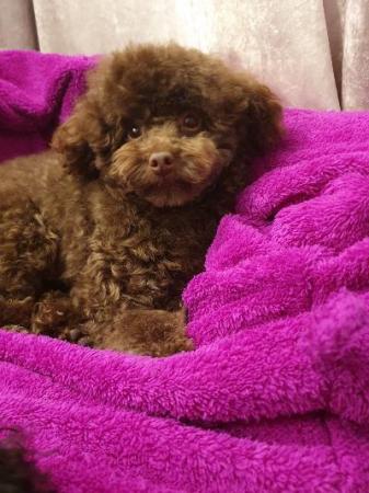 Image 2 of kc reg tiny chocolate toy poodle for stud only