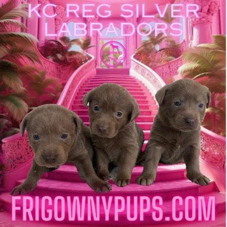 Image 3 of Chocolate Dilute Siver Labradors KC Registered
