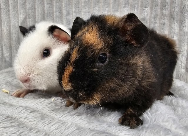 Preview of the first image of Guinea pigs, Teddies, bonded brothers 6 weeks old.