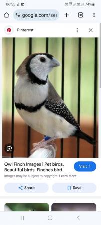 Image 1 of WANTED Female bengalese FOR SALE male owl finch