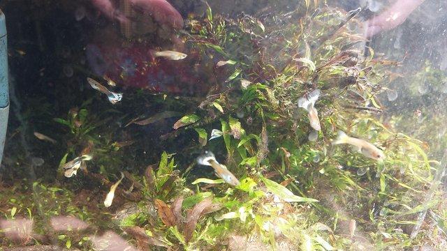 Image 2 of Guppies and Assasin snails ?? 12 for £10